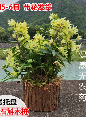 【带木桩】铁皮石斛苗树桩盆栽室内绿植红杆软脚枫斗可以食用花卉