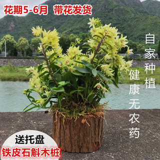 【带木桩】铁皮石斛苗树桩盆栽室内绿植红杆软脚枫斗吊兰可切食用