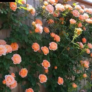 [甜梦]月季藤本花卉蔷薇花苗带花苞多季开花大苗拱门栅栏爬藤