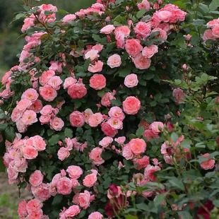 [樱霞]月季藤本花卉蔷薇花苗带花苞多季开花大苗拱门栅栏爬藤