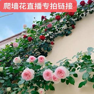 〈顺丰包邮〉直播链接 爬墙拱门栅栏牵引藤本月季品种齐全