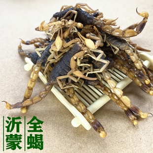 沂蒙蝎子干蜈蚣干水蛭泡酒入药打粉煲汤沂蒙十足全蝎全虫蝎子酒