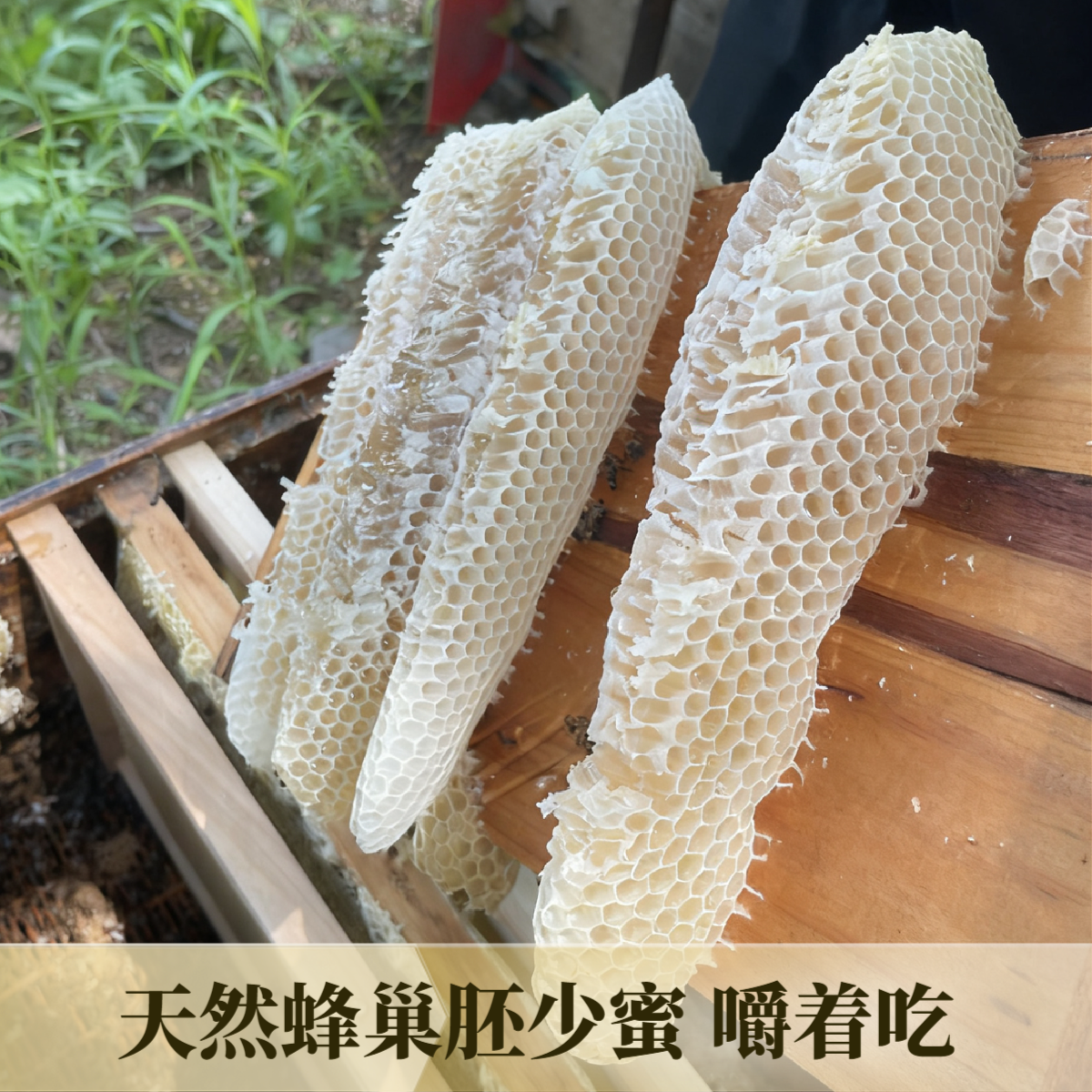 天然蜂巢胚子少少蜜蜂巢坯嚼着吃的坠脾蜂巢蜜微蜜可食用蜂窝蜂巢