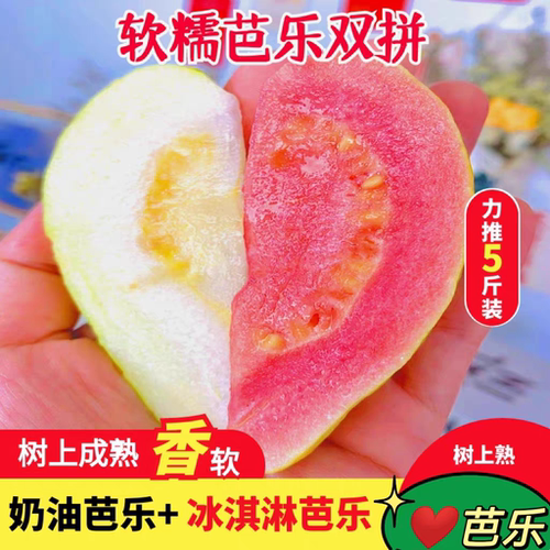 福建软心芭乐应季水果野生番石榴香甜软糯低糖孕妇小孩水果送酸梅