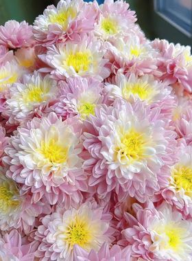 云南直发小雏菊鲜花10支切花花期超长水养鲜花教师节送朋友商务