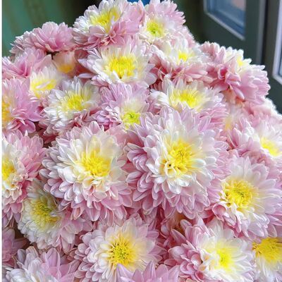 云南直发小雏菊鲜花10支切花花期超长水养鲜花教师节送朋友商务