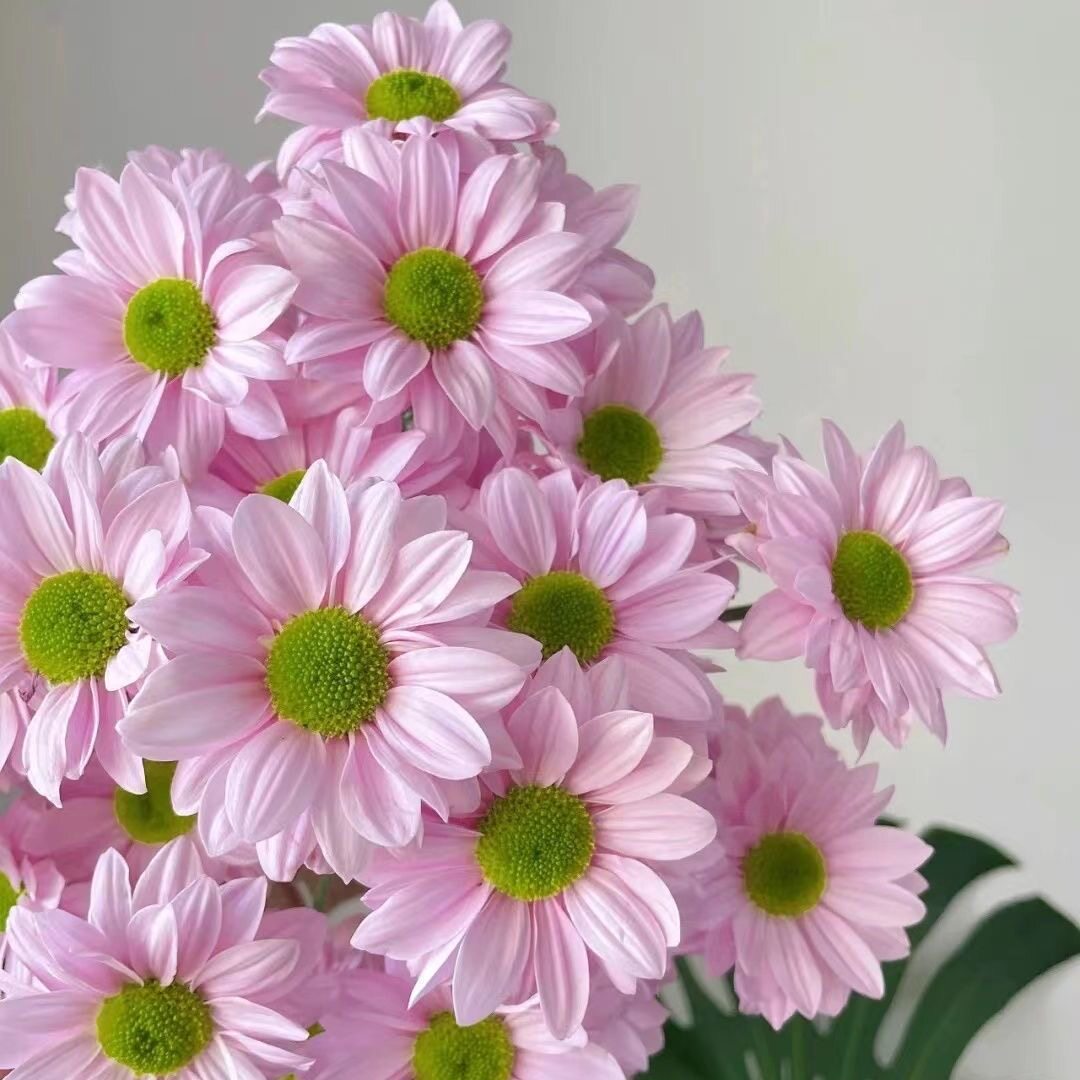 三文鱼小雏菊鲜花小菊花家庭办公室花瓶插花水养花配