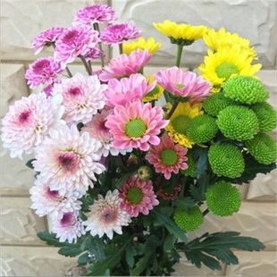 小雏菊鲜花云南昆明鲜花花束基地直发速递同城家用插花水养花