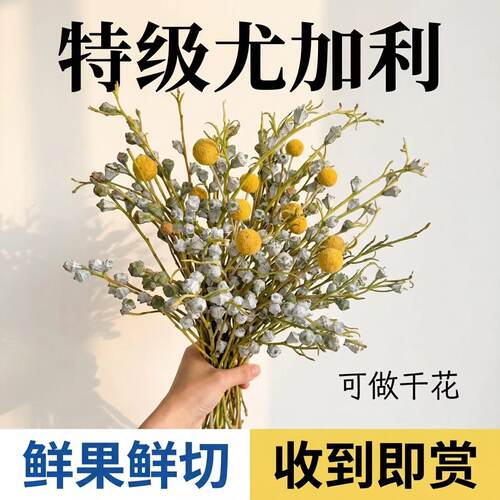 尤加利果鲜花云南基地直发昆明新鲜采摘直批家用干花复古风香味