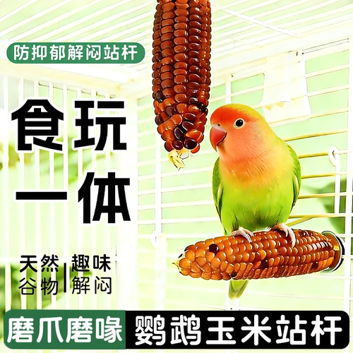 鹦鹉啃咬小玉米解闷玩具自嗨磨牙站杆站棒玄凤牡丹虎皮专用鸟玩具