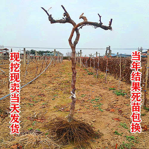 特大盆栽巨峰葡萄苗爬藤当年结果