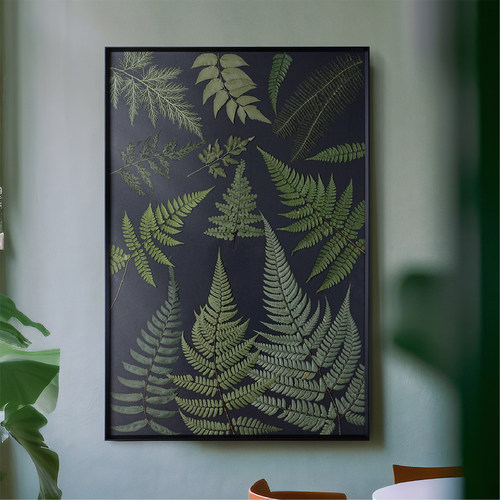 真实植物标本画蕨类黑底超大尺寸