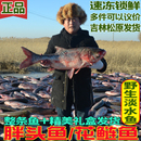 东北特产查干碧水鱼乡淡水花鲢鱼鲤鱼草鱼吉林松原查干湖鱼胖头鱼