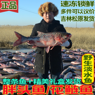 东北胖头鱼查干碧水渔乡吉林松原冬捕有机淡水大头花鲢鱼鳙鱼包邮