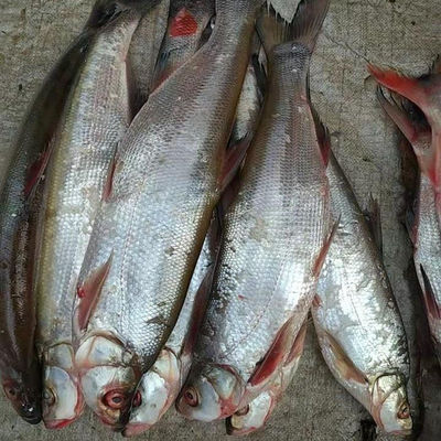 东北冷水岛子大白鱼顺丰冷链