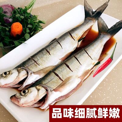 翘嘴鱼/麻鲢鱼冷水鱼/淡水鱼
