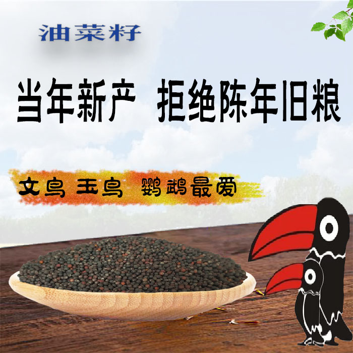 野生新产油菜籽鸟食料文