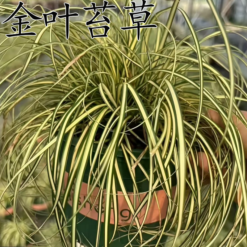金叶苔草盆栽花境植物庭院花园