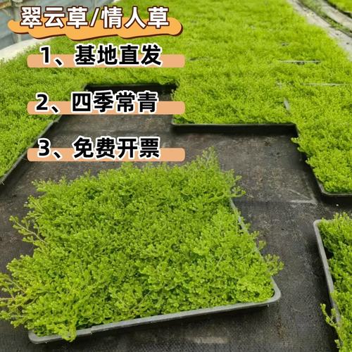 翠云草情人草多年生地被植物