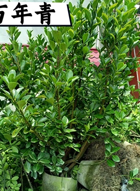 法国冬青北海道黄杨万年青树苗天竺桂四季常青篱笆墙庭院围墙绿篱