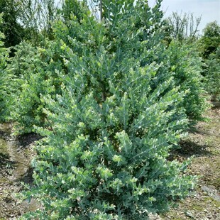 银叶金合欢树苗合欢花苗澳洲合欢树苗香水合欢苗庭院绿化开花不断