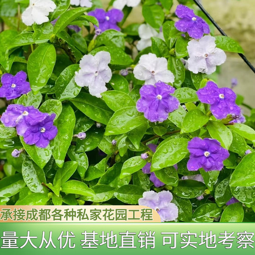 老桩重瓣白茉莉盆栽双色