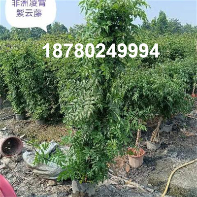 中国美国非洲凌霄冬天不落叶工程花苗爬藤植物 庭院树苗 攀援花卉