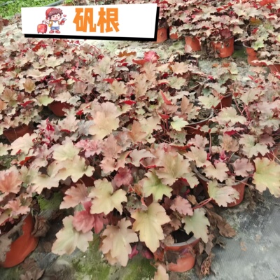 彩叶矾根花苗室外植物盆栽