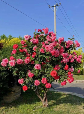 花镜植物树桩树状月季花苗