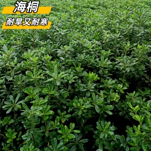 成都海桐树苗庭院室内外植物海桐球常绿花苗海桐小苗园林绿化树苗