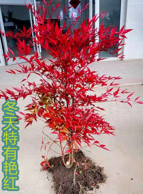 火焰南天竹树苗庭院造景红天竹耐寒盆景室内阳台盆栽老桩常青