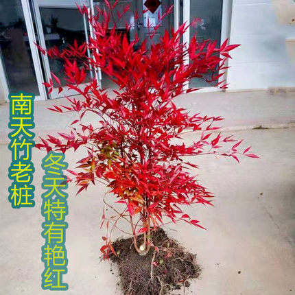 火焰南天竹树苗庭院造景红天竹耐寒盆景室内阳台盆栽老桩常青
