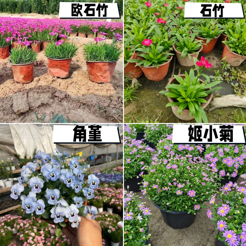 石竹欧石竹地栽姬小菊角堇/三色堇草本花卉花期长好养活花镜植物