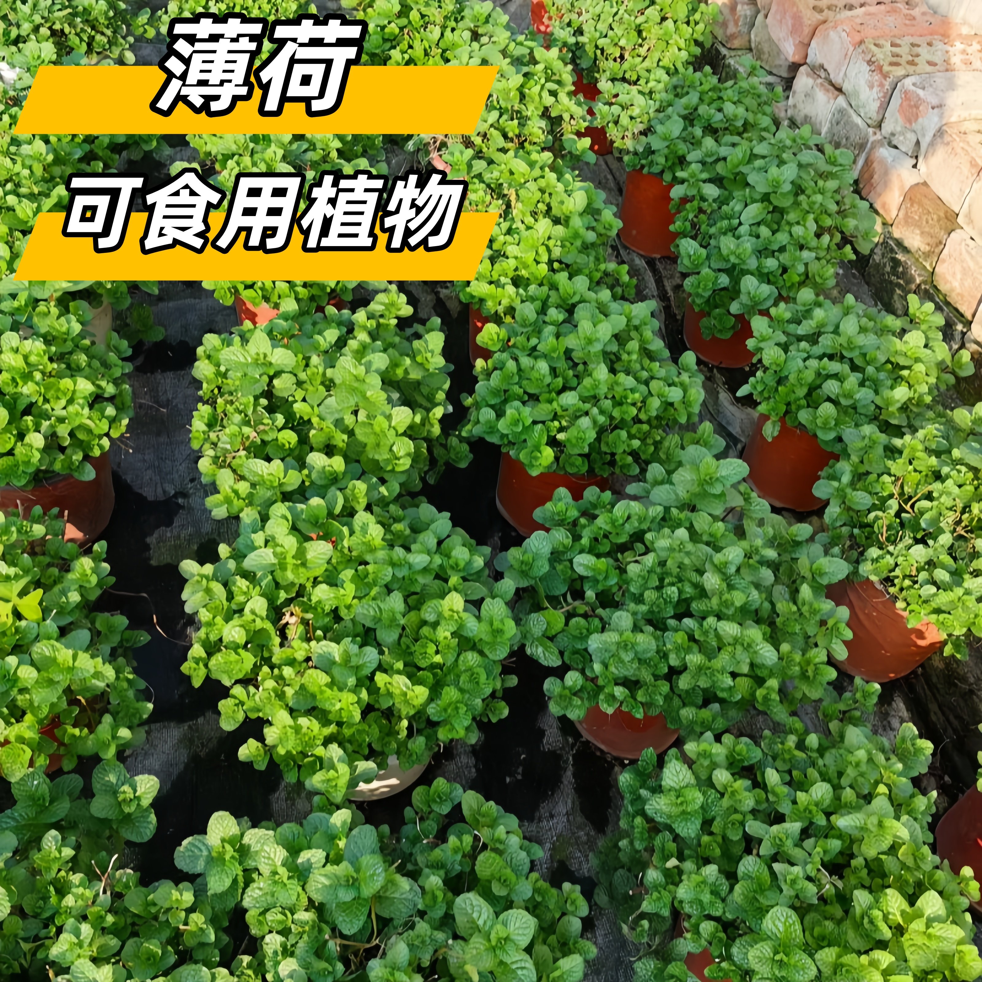 鑫和可食用驱蚊易养薄荷盆栽图片
