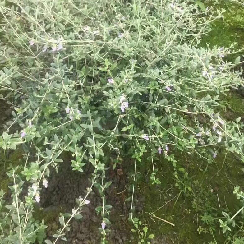 四季好养适合新手小白木本花卉