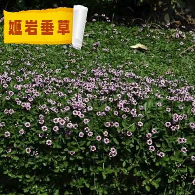 姬岩垂草耐踩踏地被植物