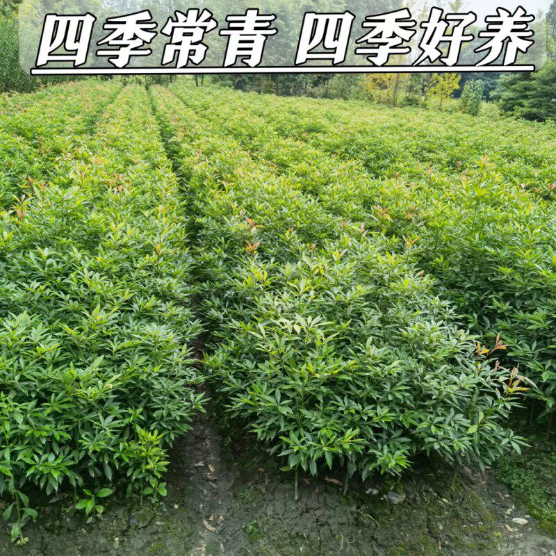 金丝楠木树苗四川名贵小叶桢楠树