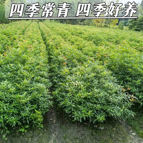 金丝楠木树苗四川名贵小叶桢楠树