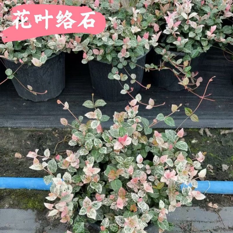 花叶络石盆栽花苗彩叶络石庭院阳台四季好养垂吊藤蔓花卉耐寒耐热,鲜花速递/花卉仿真/绿植园艺,藤本/攀援植物,淘宝优惠券,粉丝福利购,淘宝优惠卷