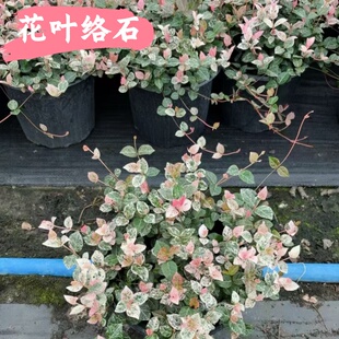 花叶络石盆栽花苗彩叶络石庭院阳台四季好养垂吊藤蔓花卉耐寒耐热