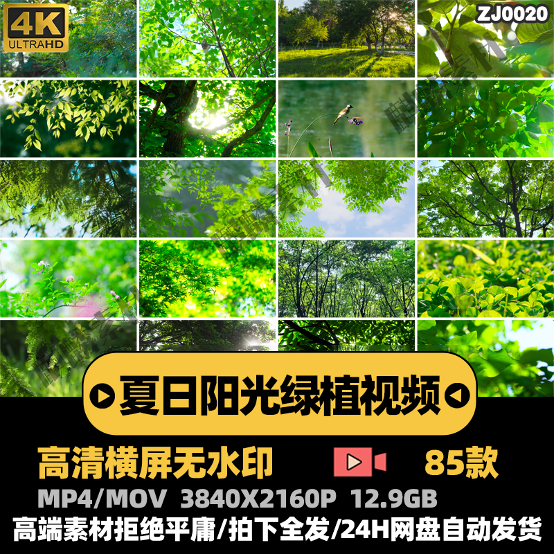 高清綠色小清新樹葉枝頭自然陽光春天雨水露珠媒體短視頻素材