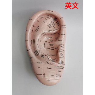 17cm耳朵耳穴按摩模型耳部反射区模型中国中医疗法英文英语