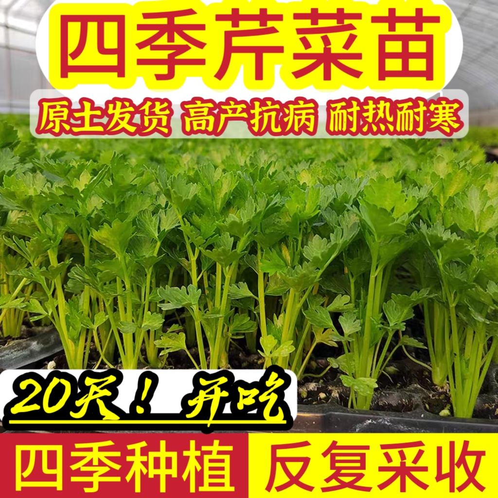 四季芹菜苗耐寒耐热高产反复采收