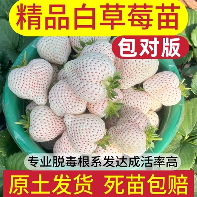 白草莓苗雪兔牛奶草莓苗粉玉2号