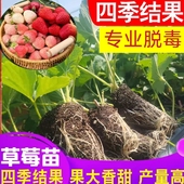草莓苗四季 结果盆栽草莓苗秧99草莓苗奶油草莓苗特大号草莓苗优质