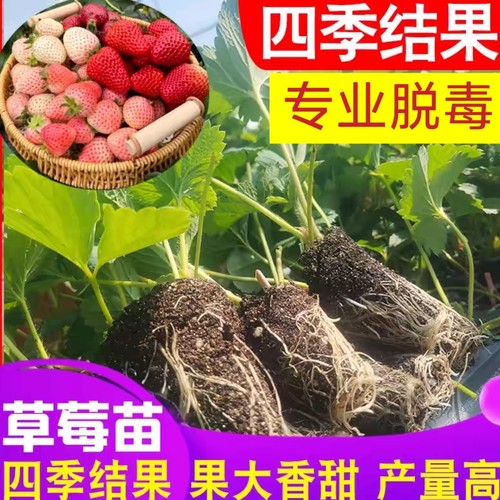草莓苗四季结果盆栽-带花带果