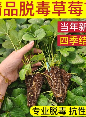 结果多甜度高+脱毒草莓苗