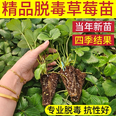 结果多甜度高+脱毒草莓苗