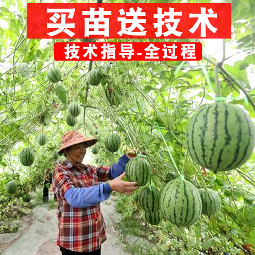 提供技术指导西瓜苗教种植