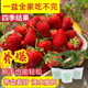 草莓盆栽带果草莓可食用四季 结果奶油草莓苗特大号原土原盆草莓苗